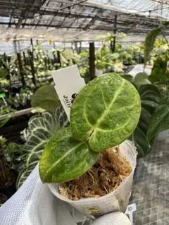 kos red アンスリウム science-farm_key-a-kosxred