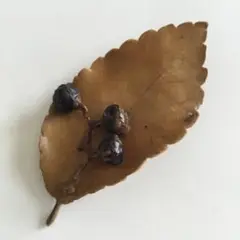 本物の葉っぱ型ブローチ 茶色