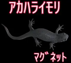 アカハライモリ マグネット【新品未使用】ネイチャーテクニカラー