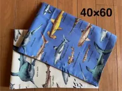 訳あり★サメ図鑑★単品ランチョンマット２枚セット40×60★給食ナフキン