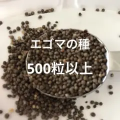 無農薬 エゴマの種500粒以上