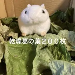 Item thumbnail for item 73252ef3-a554-425c-970c-cf551b3bedba