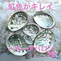 ❣️アワビアバロン貝殻6枚セット⑦虹色がキレイ❣️日本海近海