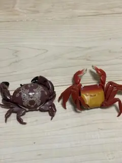 いきもの大図鑑セット