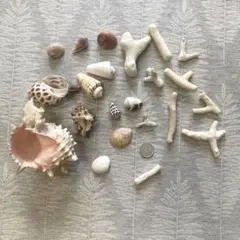 貝とサンゴのセット