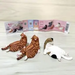 バラ売り❌ねむいねむいまだ、 ねむい　 二度寝　ガチャ　アメショ　スコティッシュ