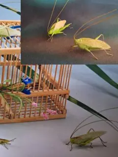 キリギリス置物、樹脂細工、