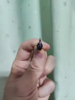 昆虫型 黒 リアル カブトムシピアス(両耳用)