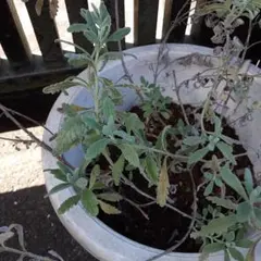 ラベンダー苗