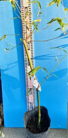 らっきょ竹ーー３５本セット らっきょ竹ーー35本セット 593らっきょう竹 : 大塚釣具 - 通販