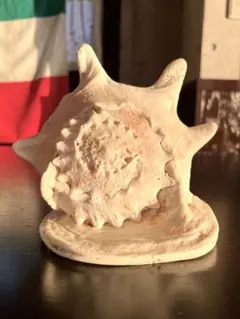 美品　沖縄県産　唐冠貝　トウカムリ貝のオブジェ　特大貝標本22×18×17cm