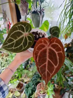 2025年最新】anthurium zaraの人気アイテム - メルカリ