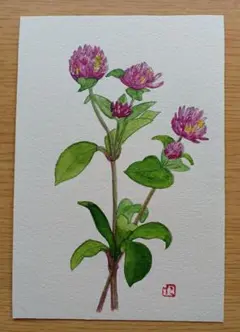センニチコウの花 水彩画