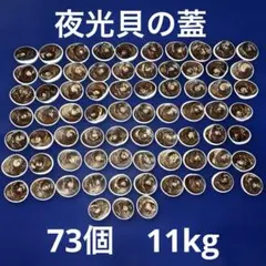 夜光貝の蓋（フタ）　73個　11kg