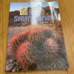 アメリカで購入　ソノラ砂漠　our Sonoran desert サボテン