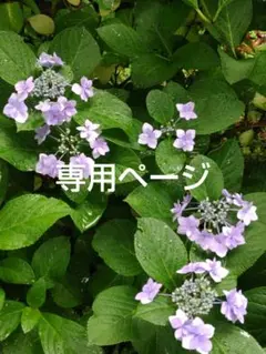 ねこ様～専用ページ