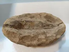 インテリア小物　魚の化石