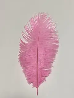 オーストリッチ　ピンク　約26cm