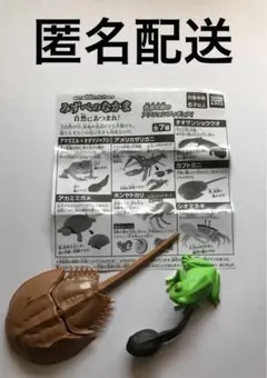 みずべのなかま アマガエル+オタマジャクシ カブトガニ