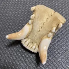 ツキノワグマ　下顎