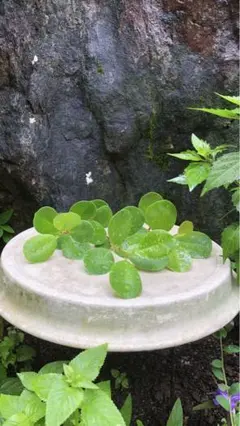 ☘️パンダガジュマル苗☘️