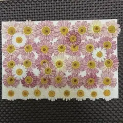 押し花素材☆マーガレット☆*:.。. ♡