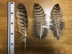 ワシミミズクの羽根？　23枚　最終セット 2025年最新】ワシミミズク 羽の人気アイテム - メルカリ