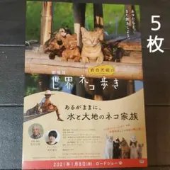 映画　劇場版　岩合光昭の世界のネコ歩き　チラシ　フライヤー　５枚