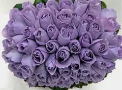 薔薇挿し苗