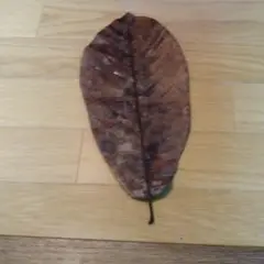 朴葉みそにつかう葉っぱです100枚