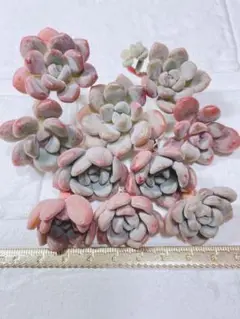 多肉植物 韓国苗 ホワイトデュース 小苗10苗セット