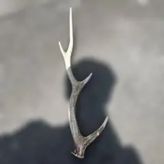 鹿の角