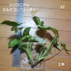 AIVIL アイビル タフクリップ 1本 黒or白or赤