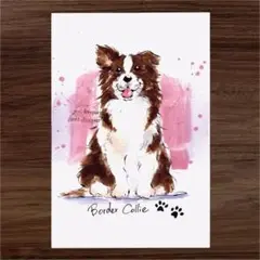 イラスト 原画 ポストカード 絵 【ボーダーコリー】53