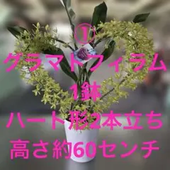 ①グラマトフィラム　1鉢 3本立ち ツボミあり 高さ約70センチ 楽天市場】グラマトフィラム大株 今ならつぼみ、花付き！-- 世界