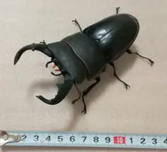 ♾️バンダイ生き物図大鑑クワガタ08 昆虫フィギュア（ダイオウヒラタクワガタ）