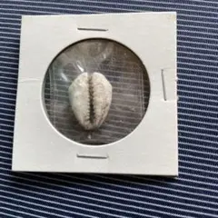 中国 原貝化 貝型貨幣 1 2個
