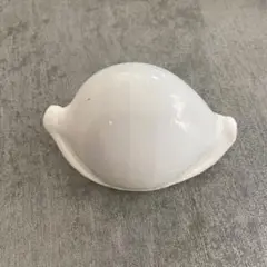 貝　ウミウサギガイ