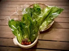 野菜ソムリエ推奨!鍋におすすめの野菜詰合せセット【香りと食味を楽しむ8品目】