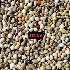 Item thumbnail for item 6c18d26c-c3c6-49ec-ae71-11f24a9c8fb3