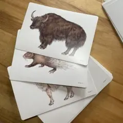 七田式教育　フラッシュカード　動物
