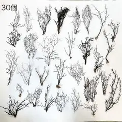ウミウチワ30個セット