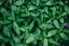 無農薬　蓼藍の生葉　50g (軸なし)