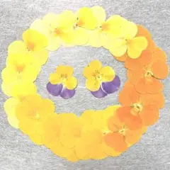 押し花　 NO.910 ビオラ