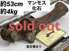 鑑定書つき ケナガマンモス 骨の化石