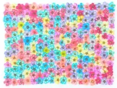 押し花 素材 訳あり コデマリ No.5