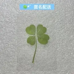 四つ葉 クローバー カード 栞 ㉒