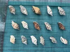 巻貝 ヤドカリ16個セット 素材 天然 工作 ハンドメイド