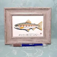 ヤマメの透明水彩画