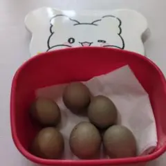 ひめうずらの卵　６個（工作用）
